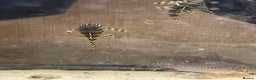 Plecos fish for sale: L134 leopard frog pleco juveniles - Advert 4
