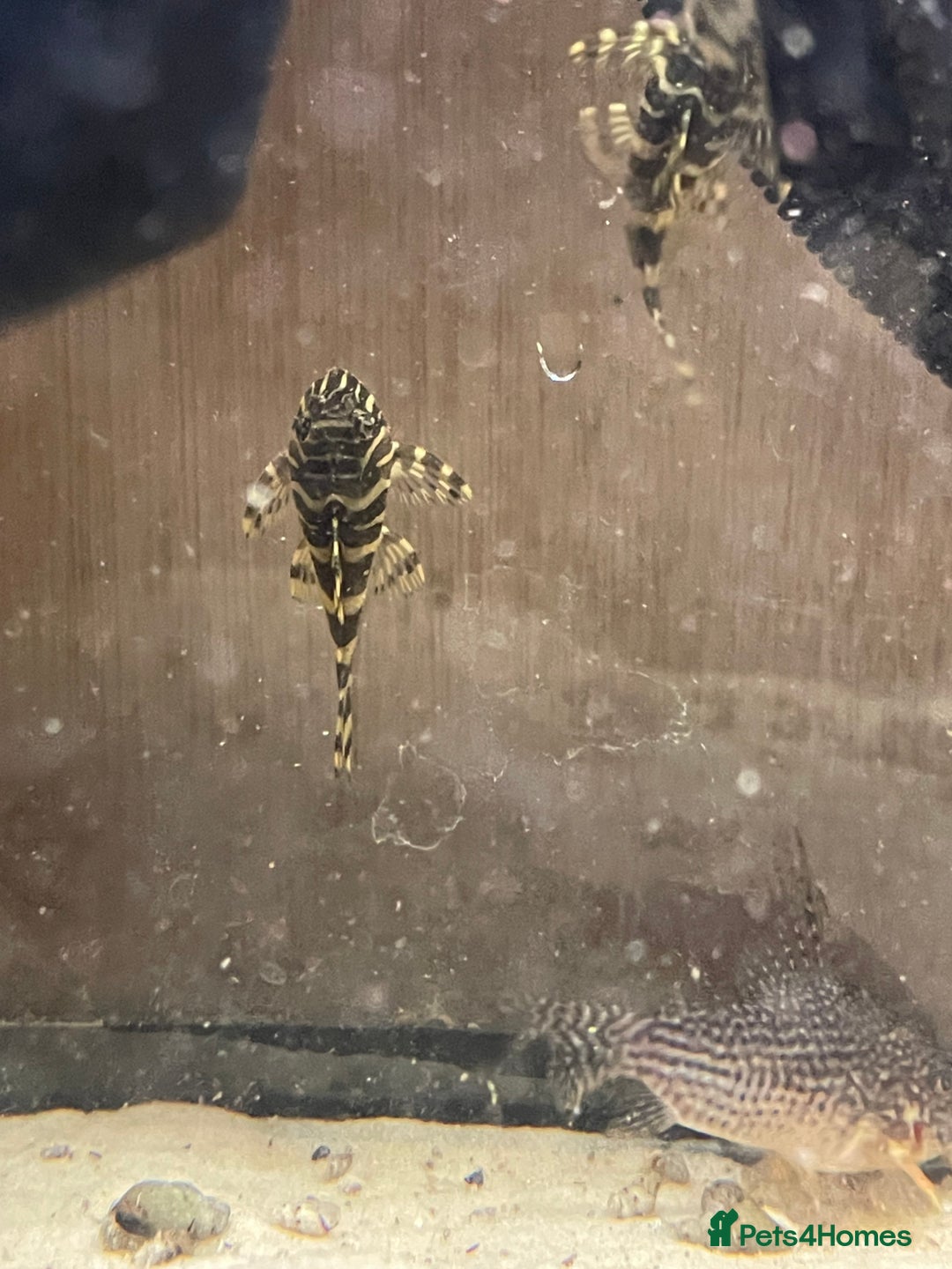 Plecos fish for sale: L134 leopard frog pleco juveniles - Advert 4