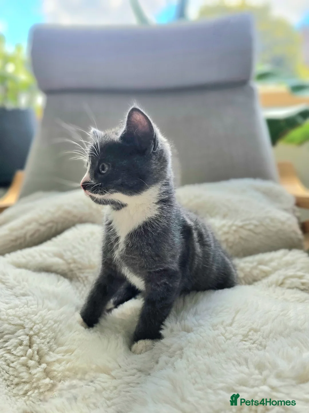 Russian Blue cats for sale: Russian Blue mixed British Short Hair - Advert 2