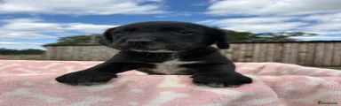 Springador 8