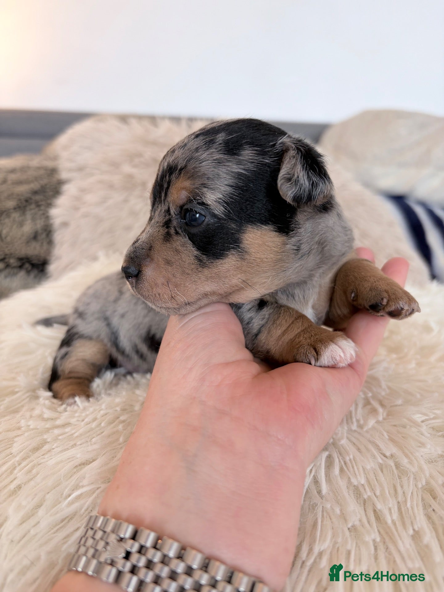 Jack Russell dogs for sale: Miniature Jack Russell Puppies  - Advert 7