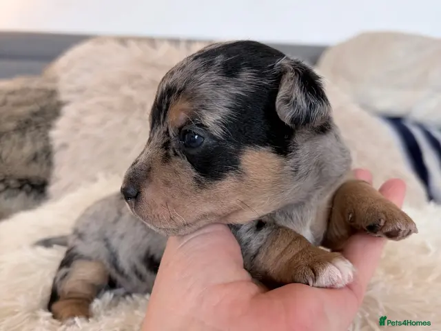 Jack Russell dogs for sale: Miniature Jack Russell Puppies - Advert 7