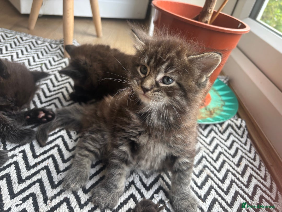 Maine Coon cats for sale: Half Maine coon kittens  - Image 3