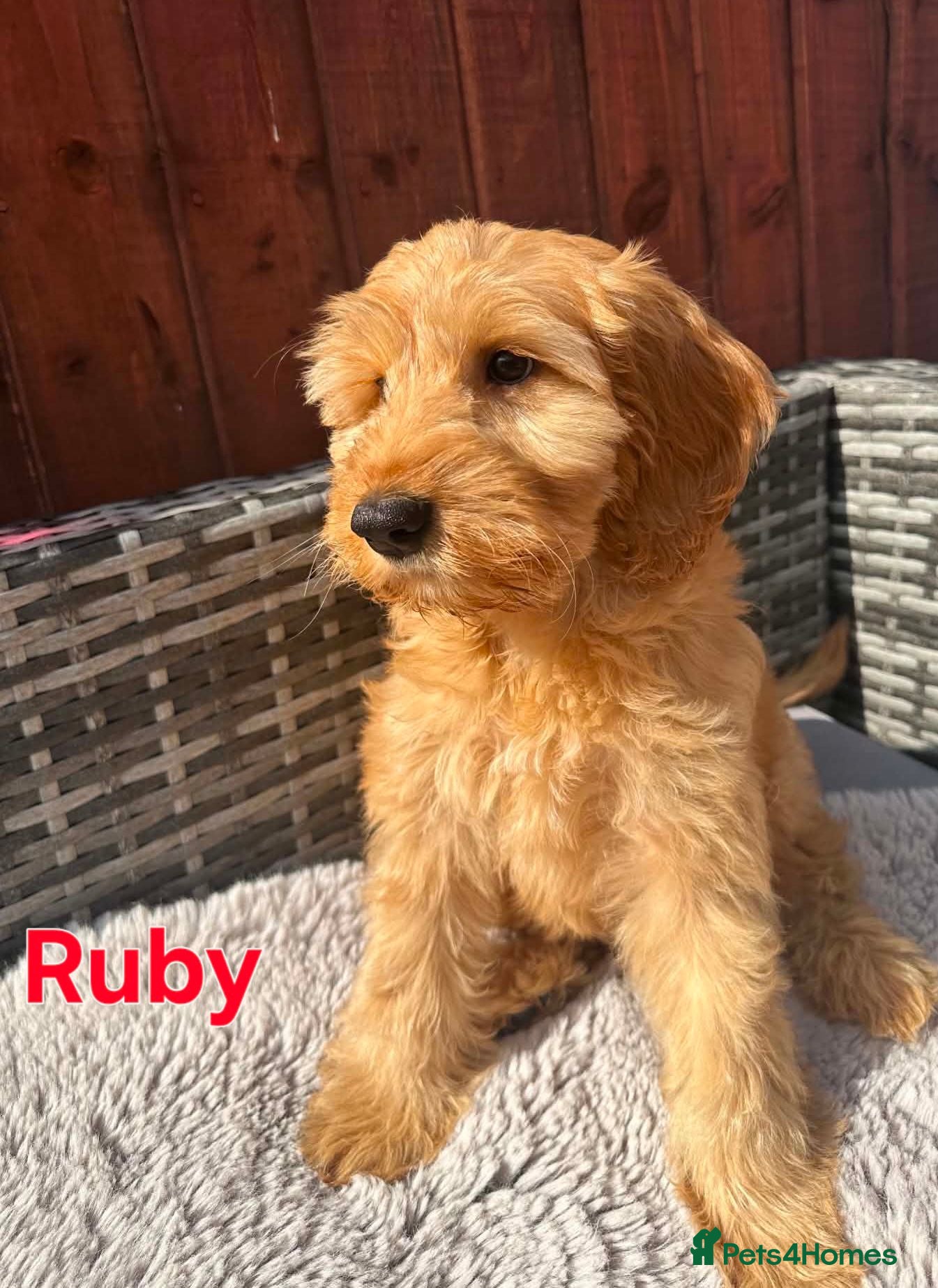 Australian Labradoodle dogs Australian Labradoodle-Medium-sized  - Advert 2