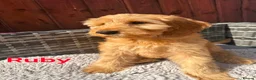 Australian Labradoodle dogs for sale: Australian Labradoodle-Medium-sized  - Advert 3