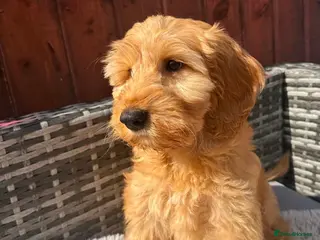 Australian Labradoodle dogs Australian Labradoodle-Medium-sized - Advert 2