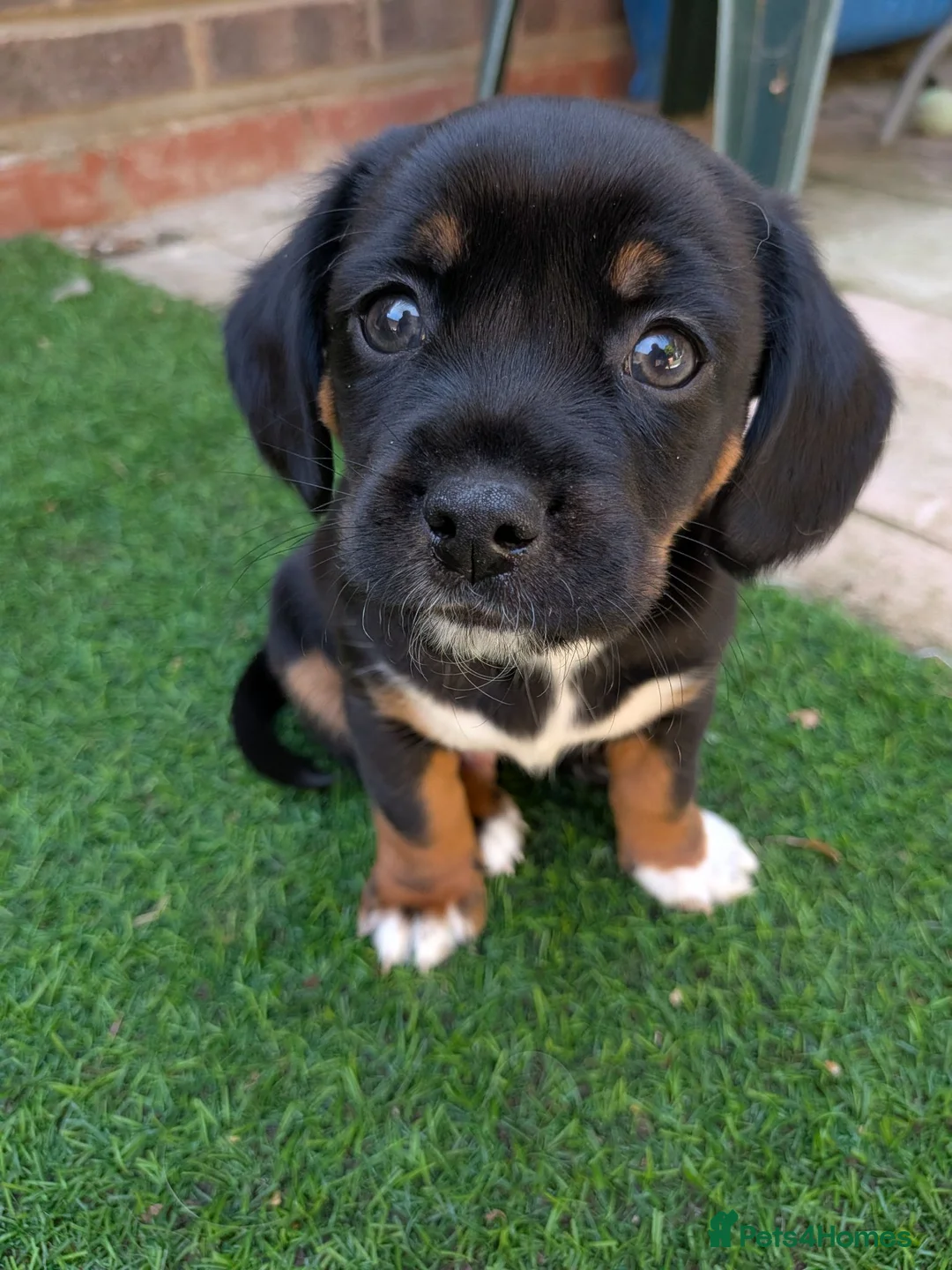 Mixed Breed dogs for sale: Cavajack x Pomeranian puppies  in Dereham - Advert 37