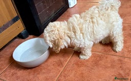 Shihpoo dogs for sale: Fluffy Teddybear pups - 2 boys left - Cute Shihpoo in Burnham-on-Crouch - Image 11