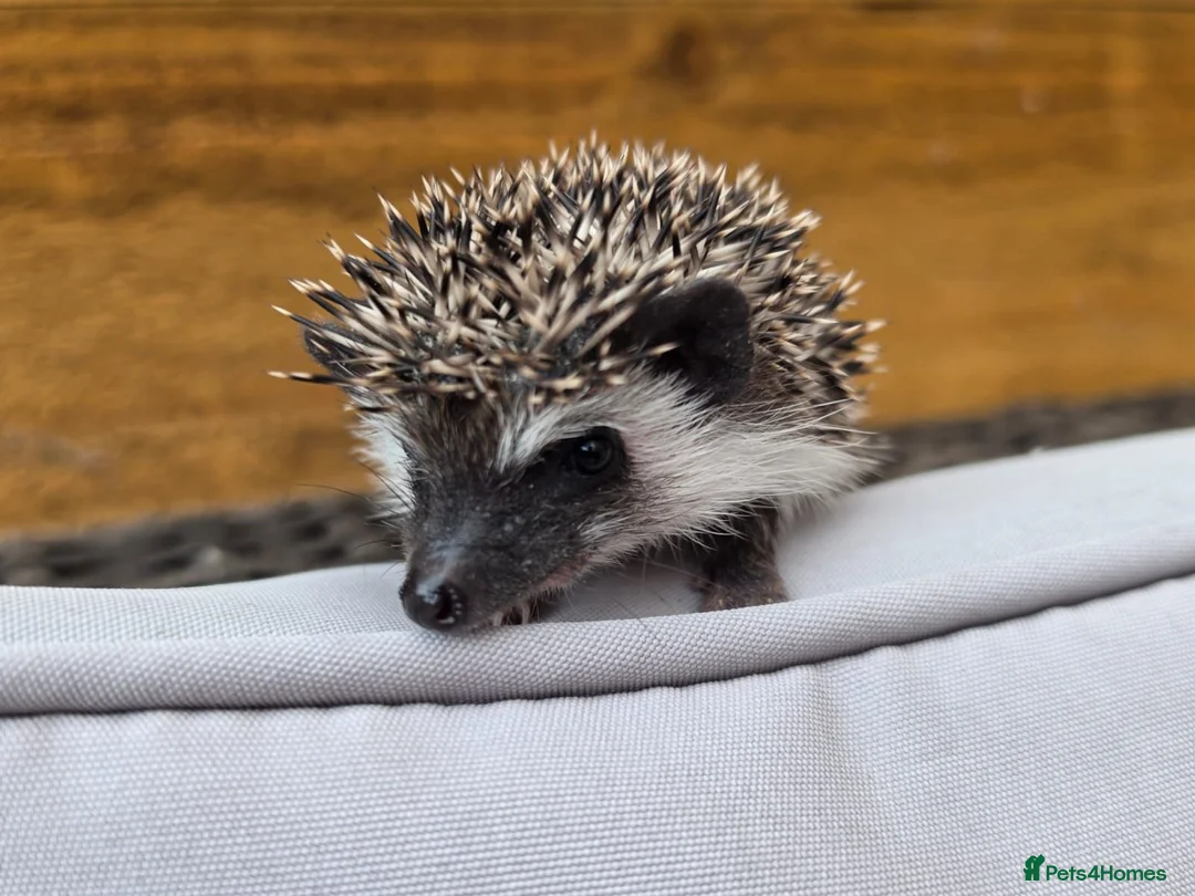 Pygmy Hedgehog rodents for sale: Female and male african pigmy hedgehogs - Advert 2
