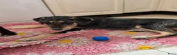 Mixed Breed dogs for sale: Beautiful family raised Husky x Springador Puppies - Advert 11
