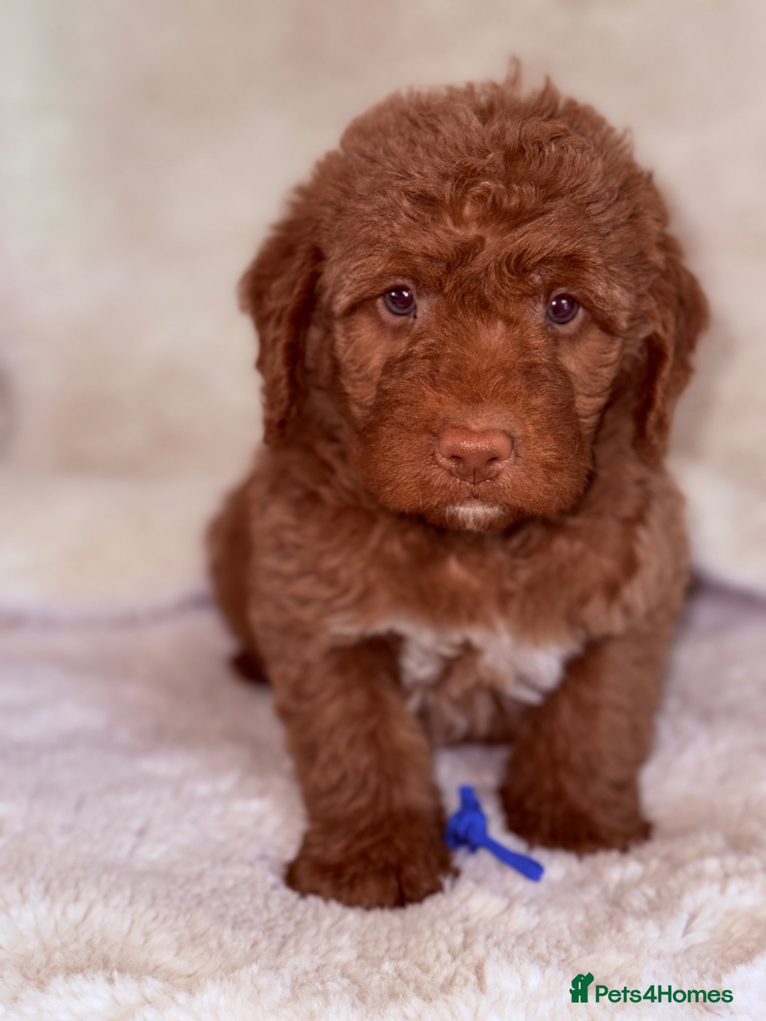 Australian Labradoodle dogs Australian Labradoodles  - Advert 1