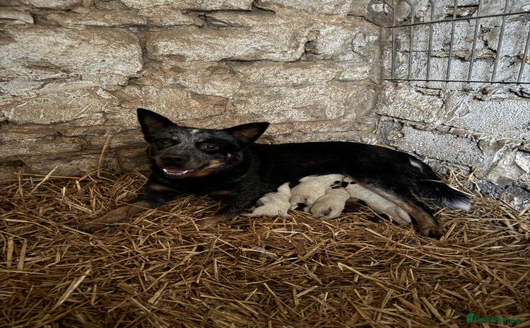 Australian Cattle Dog dogs - Advert 11