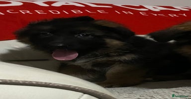 German Shepherd dogs - Advert 2