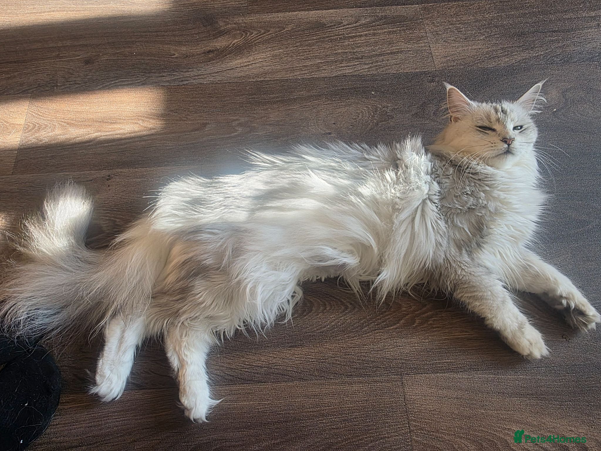 Maine Coon cats 5 handsome chunky mainecoon boys  - Advert 1