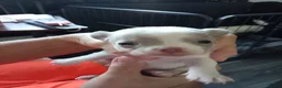 Chihuahua dogs for sale: Chihuahua puppies - Advert 30