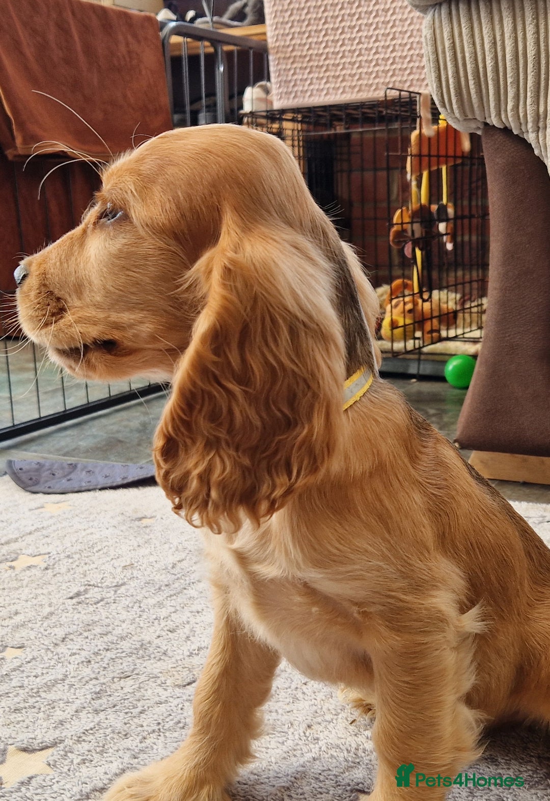 Cocker Spaniel dogs for sale: Applejacks Pedigree Show Cocker Spaniel Puppies - Image 3
