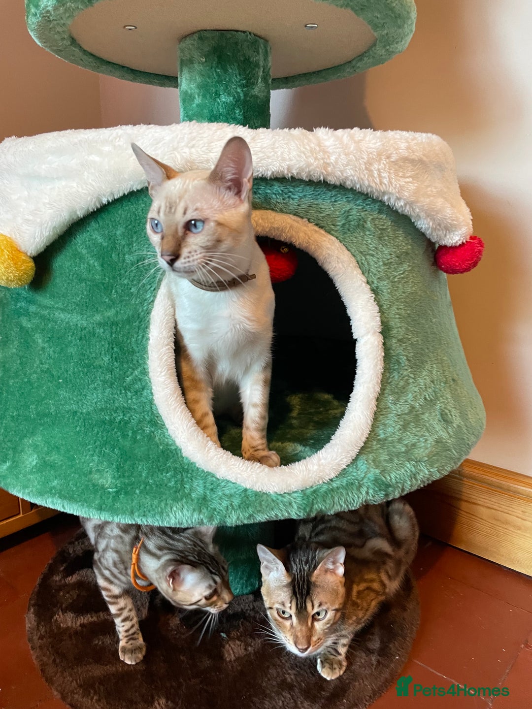 Bengal cats for sale:  Beautiful Bengals able to leave. - Advert 6