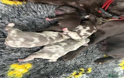 French Bulldog dogs for sale: *Fluffy Merle French Bulldog Pups* - Image 3