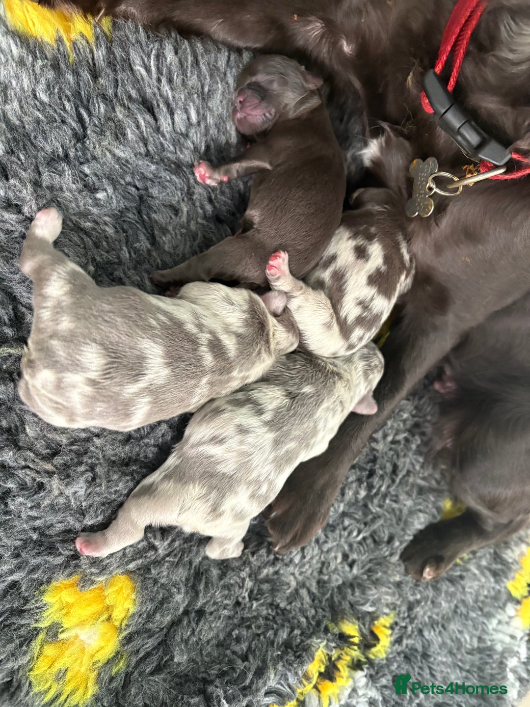 French Bulldog dogs for sale: *Fluffy Merle French Bulldog Pups* - Image 3