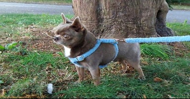 Chihuahua dogs - Advert 3
