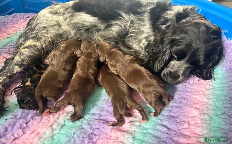 Cocker Spaniel dogs - Advert 1
