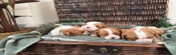 Cavalier King Charles Spaniel dogs for sale: CLEAR HEALTH TESTED cavalier King Charles pups - Advert 9