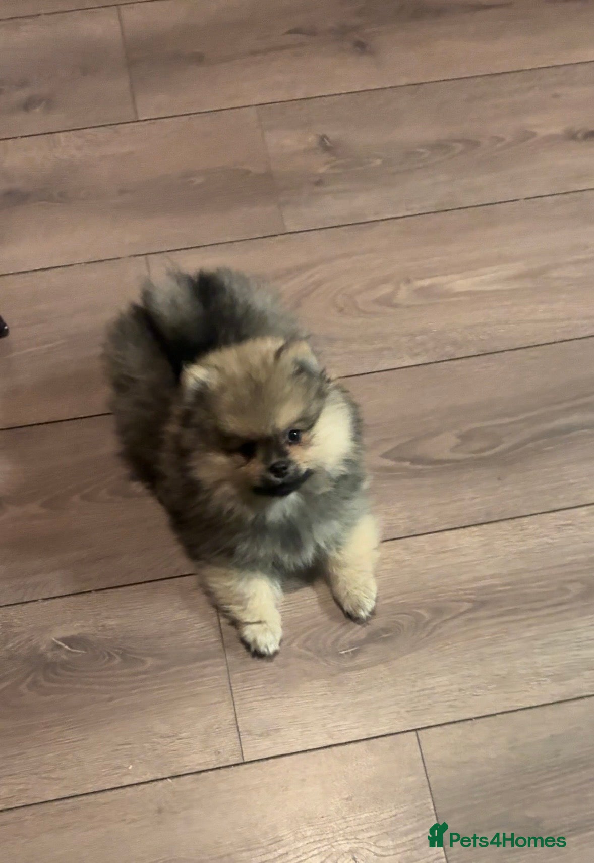 Pomeranian dogs MALE KC TEDDY POM - Advert 4