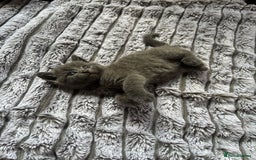 British Shorthair cats for sale: 5 British shorthair kittens  - Image 9