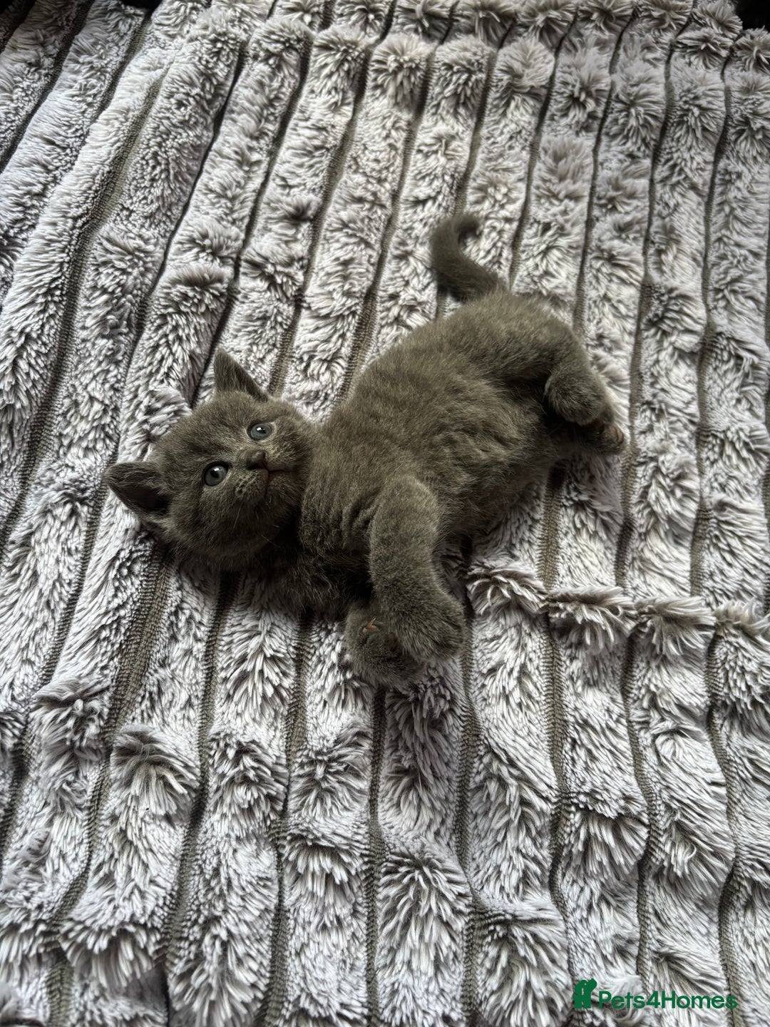 British Shorthair cats for sale: 5 British shorthair kittens  - Image 9