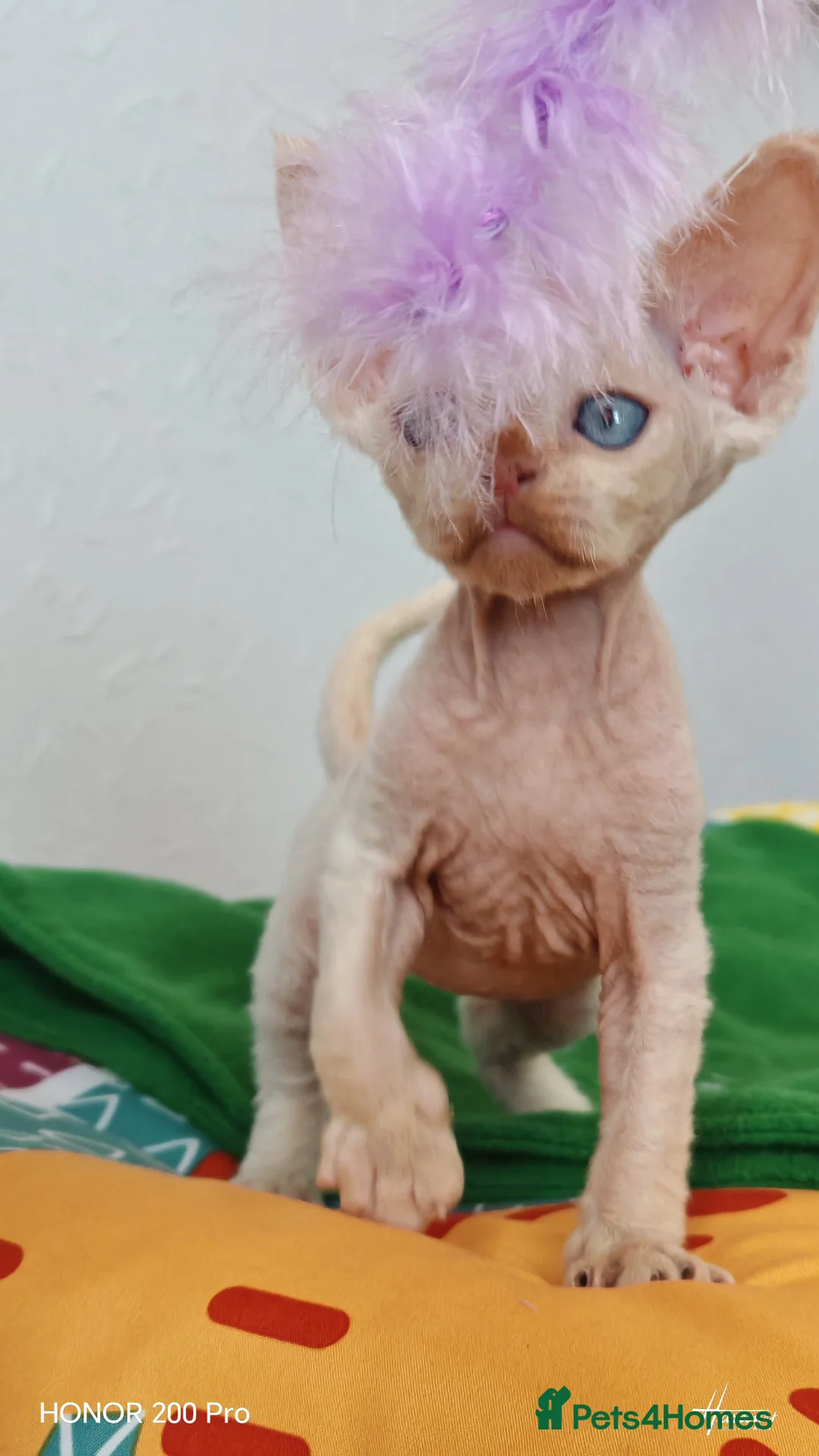 Devon Rex cats for sale: Beautiful DEVON REX  - Advert 4