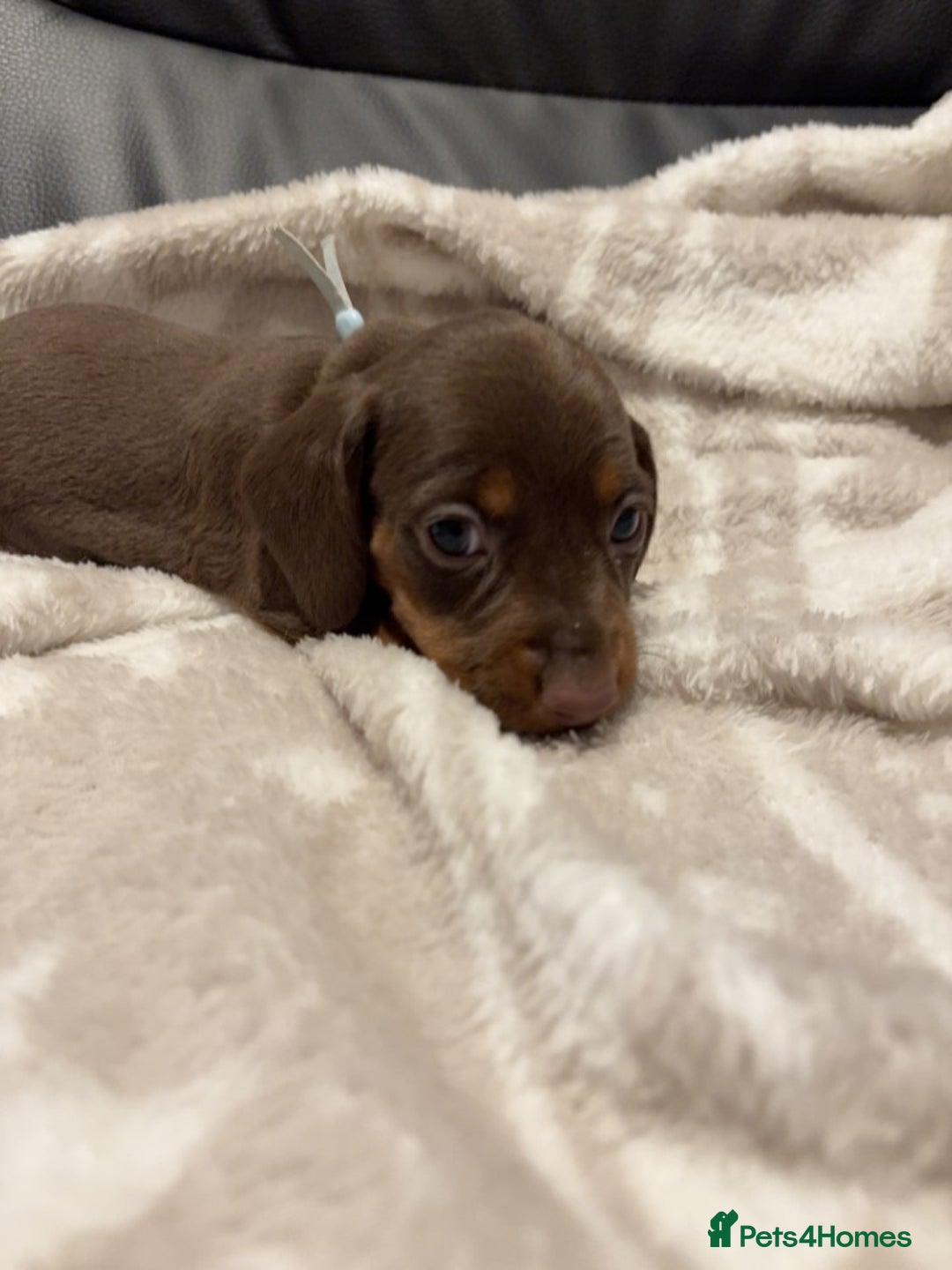 Miniature Dachshund dogs for sale: Miniature Dachshund Puppies Chocolate and Tan KC - Advert 18