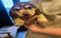 Cocker Spaniel dogs for sale: Wonderful show type cocker spaniels - Image 22