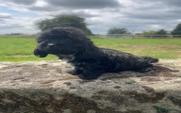 Mixed Breed dogs for sale: Beautiful Little Boy Available Now! - Image 6