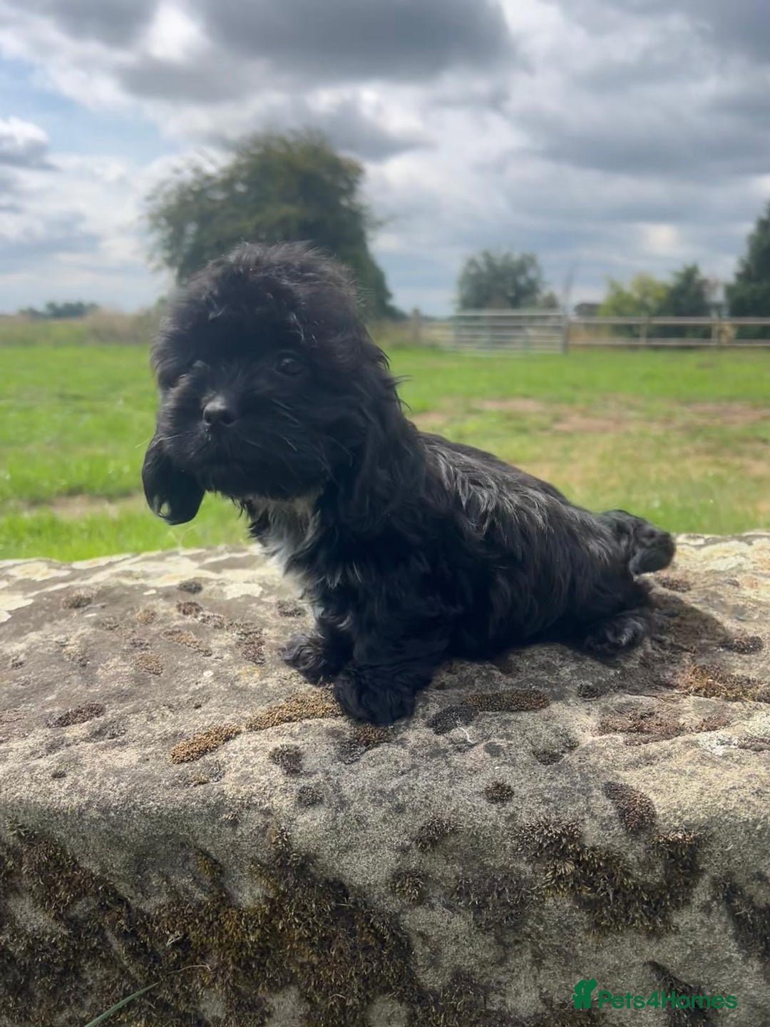 Mixed Breed dogs for sale: Beautiful Little Boy Available Now! - Image 6
