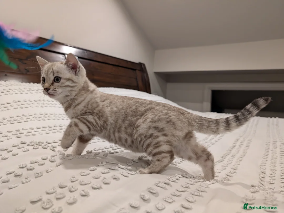 Bengal cats for sale: 🤍🩶 Stunning Snow Bengal Kittens 🩶🤍 - Advert 1