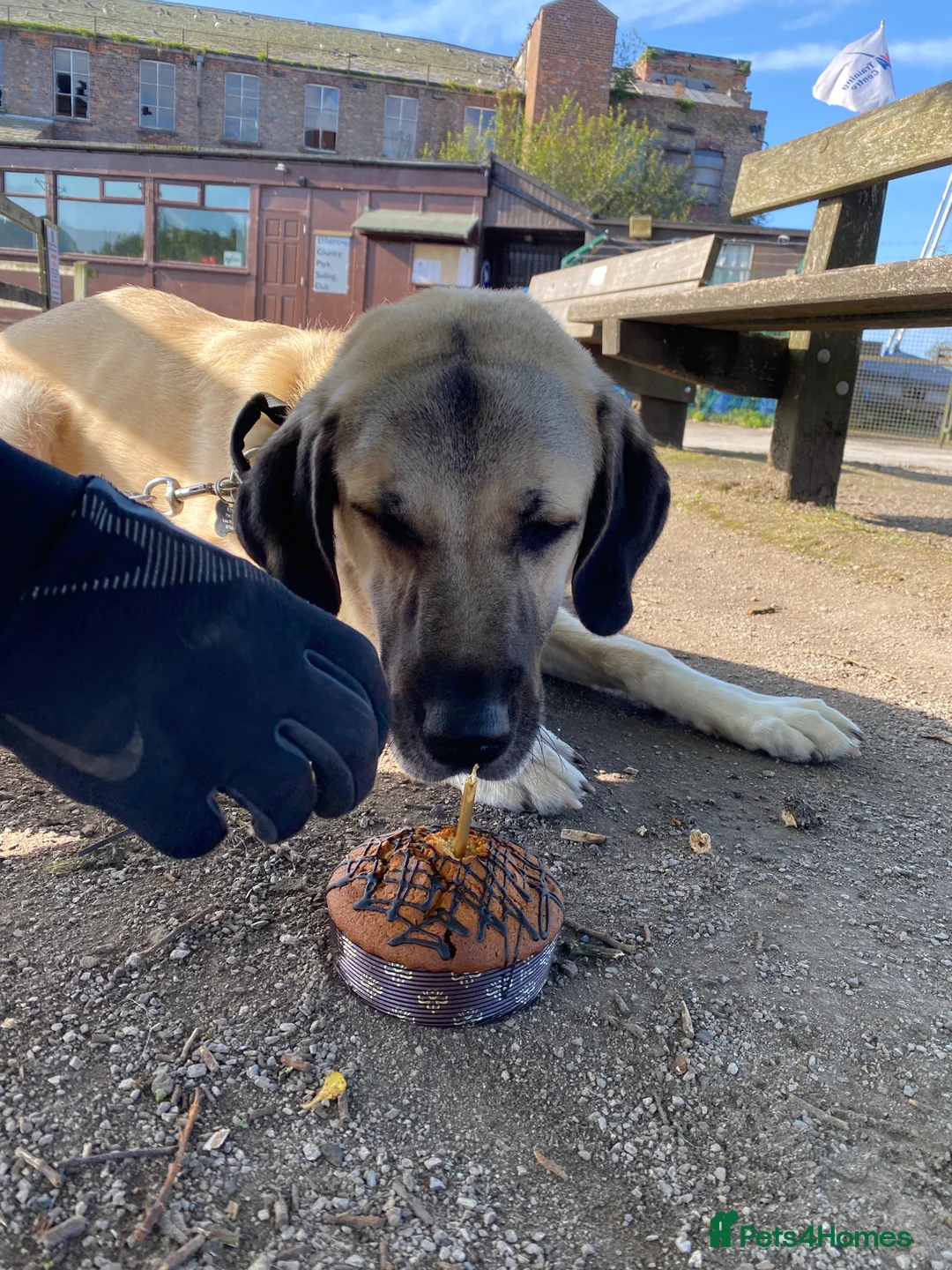 Turkish Kangal dogs for sale: Ghost Turkish kangal (she) - Advert 2