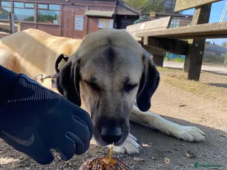 Turkish Kangal dogs Ghost Turkish kangal (she) in Sheffield - Advert 2