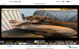 Dachshund dogs for sale: Miniature Dachshunds for re-homing - Image 5