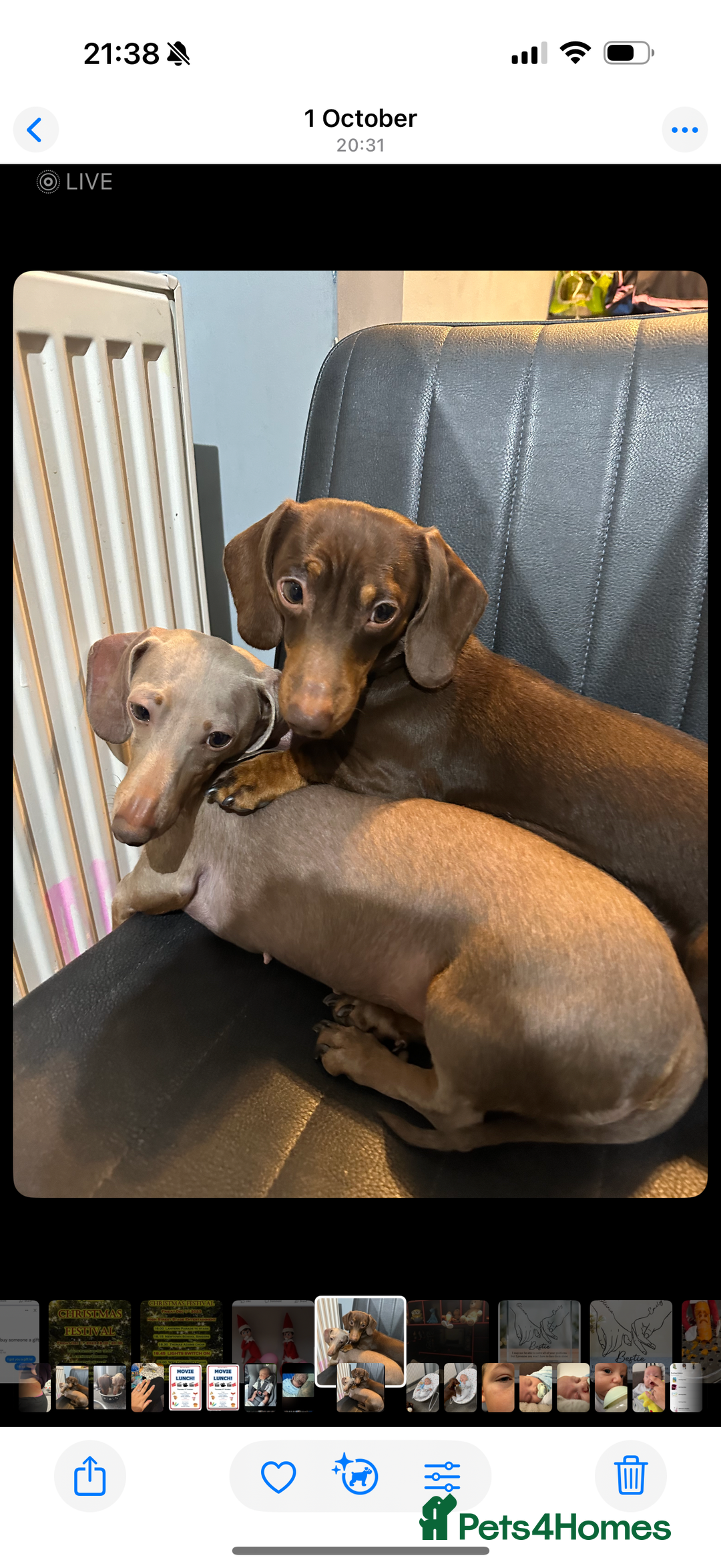 Dachshund dogs for sale: Miniature Dachshunds for re-homing - Image 5
