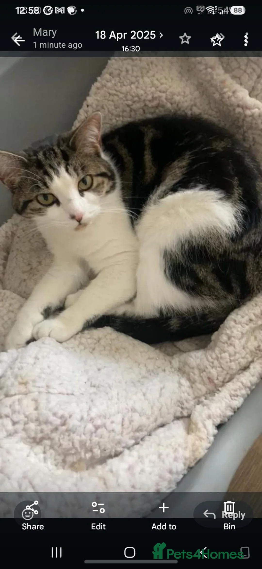 Mixed Breed cats for sale: Kaylee for rehoming - Advert 1