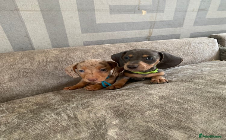 Miniature Dachshund dogs - Advert 1