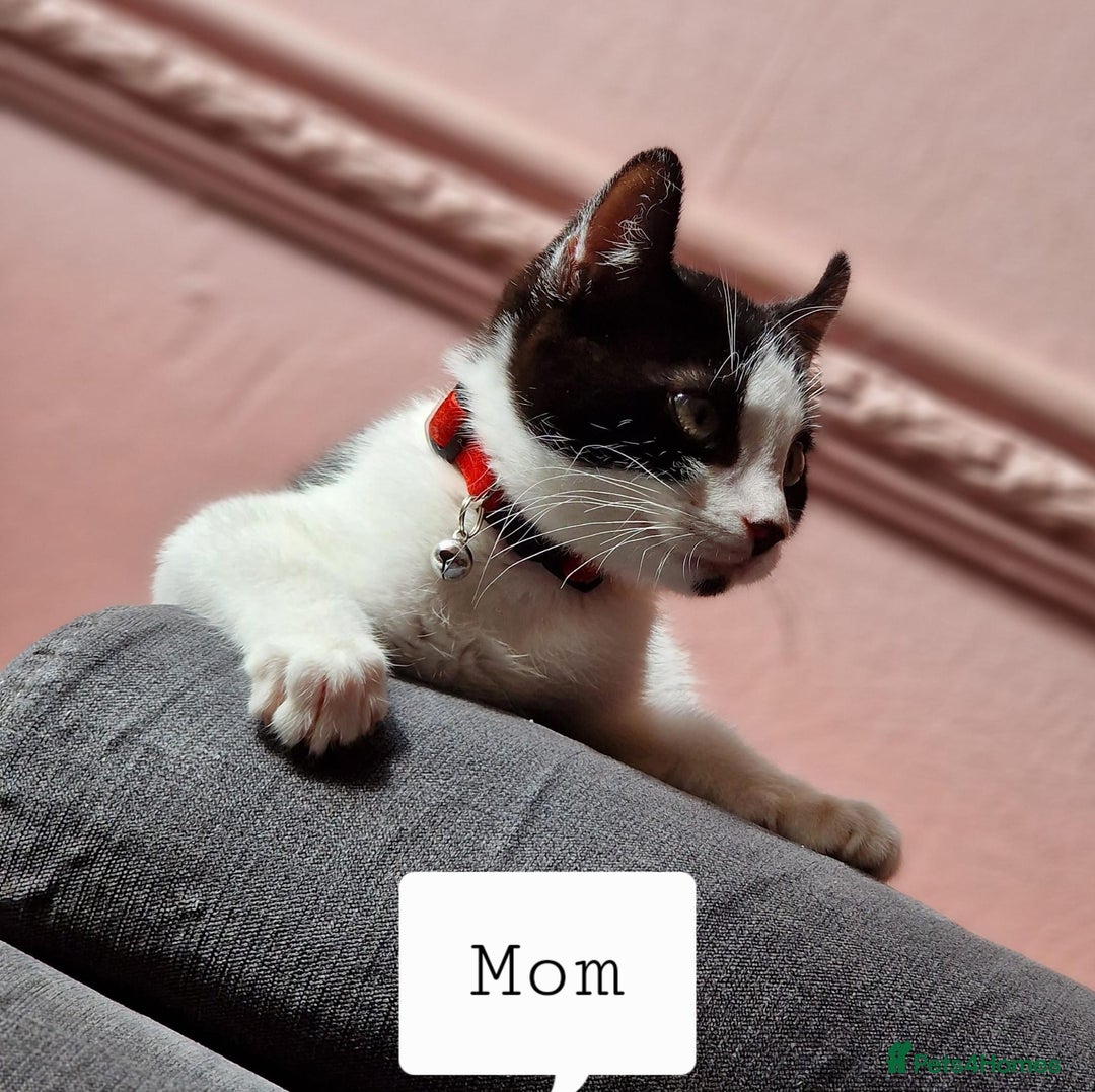 Mixed Breed cats for sale: 4 peculiar kittens with elf ears ❤️ - Image 3