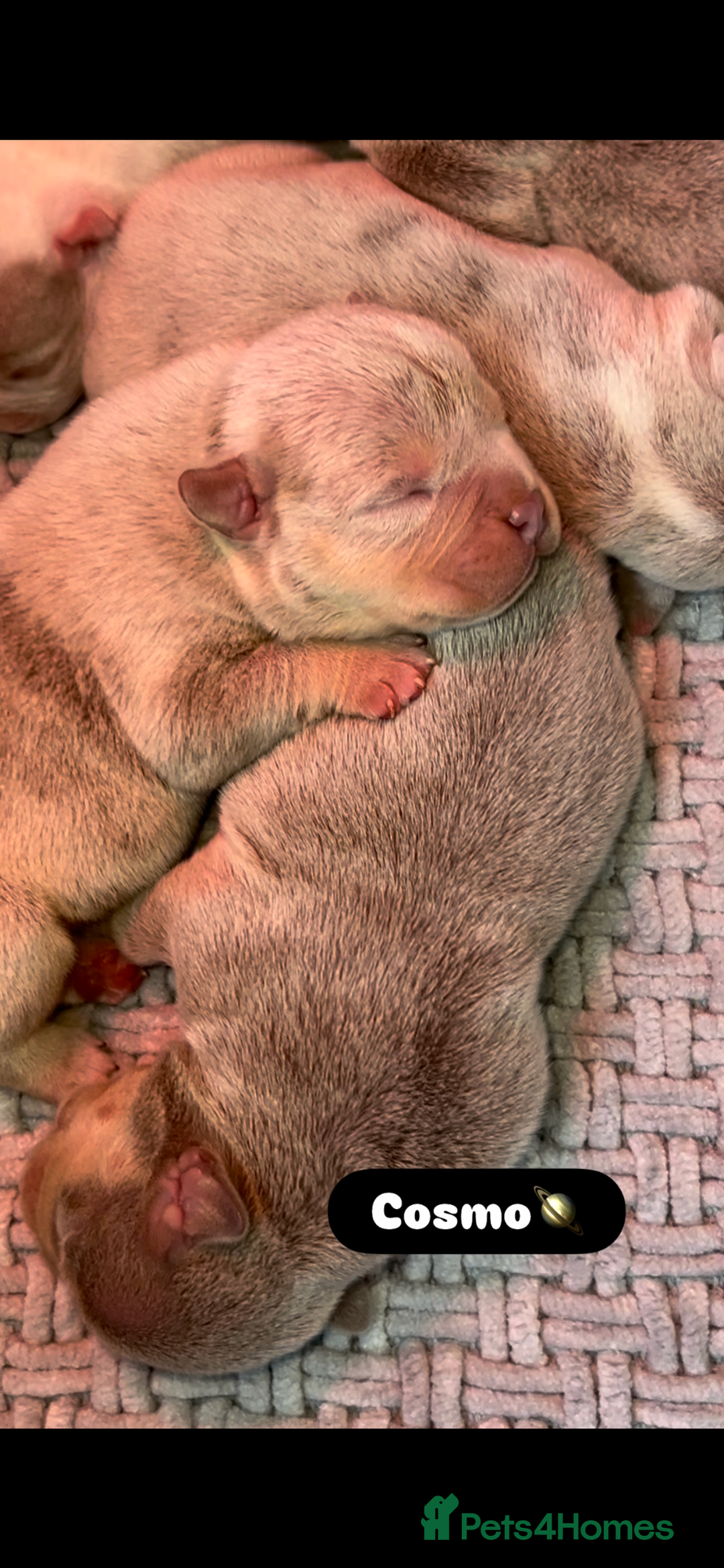 American Bully dogs for sale: Top quality micro bully’s  - Image 6