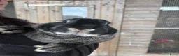 Continental Giant rabbits for sale: Quality Buck Rabbit - Advert 7