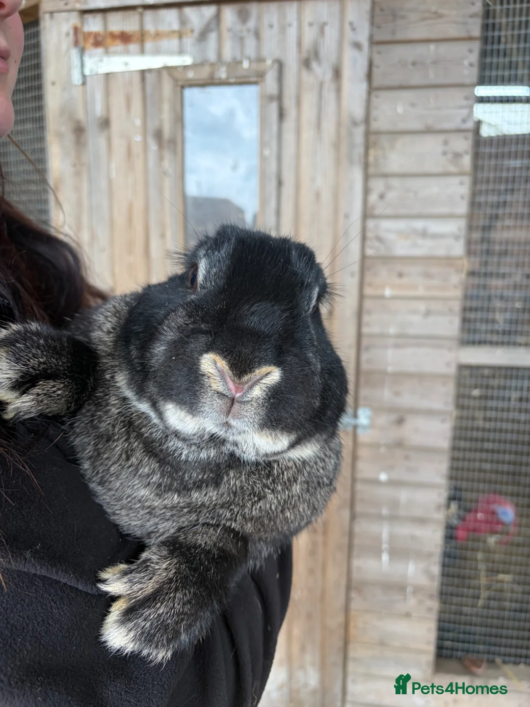 Continental Giant rabbits for sale: Quality Buck Rabbit - Advert 7