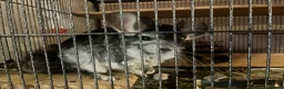 Chinchilla rodents for sale: 3 female chinchillas  in Derby - Advert 3