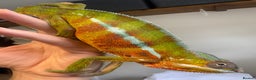 Lizard reptiles for sale: Panther Chameleon Adult Male - Advert 2