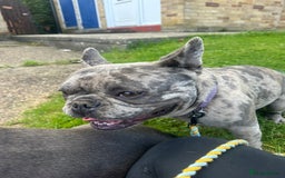 French Bulldog dogs for sale: French bull dogs age 3  - Image 4