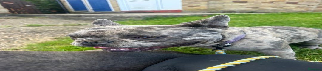 French Bulldog Puppy 2