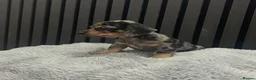 Chiweenie dogs for sale: Cute Chiweenie Boys - Advert 29